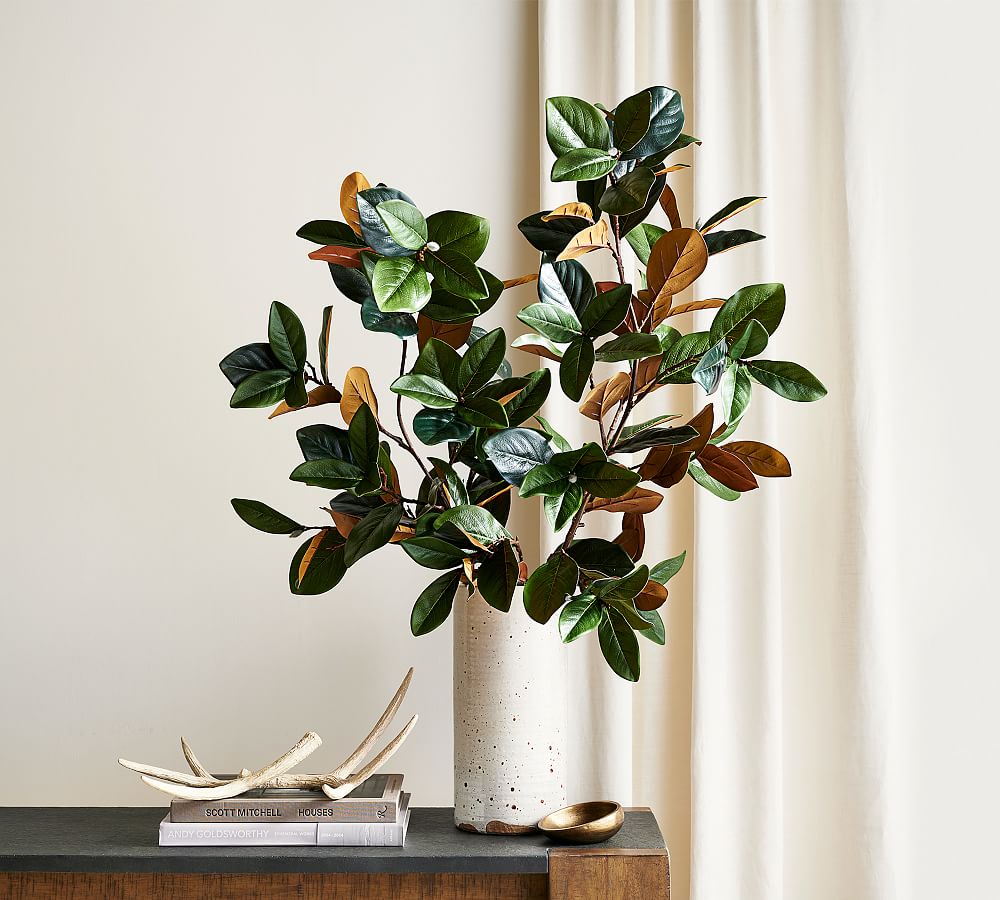 Magnolia Branch