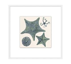 Sea Star Spectacle Framed Print