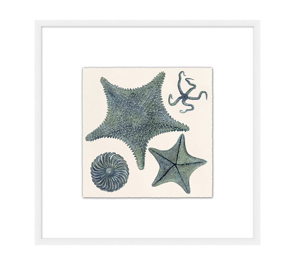 Sea Star Spectacle Framed Print