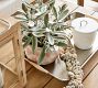 Salana Tray