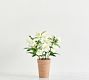 Faux Potted Hellebore