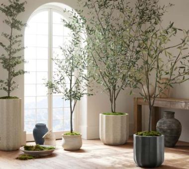 PLANTS & TREES image