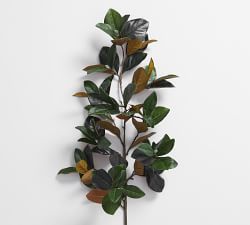 Magnolia Branch