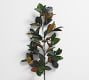 Magnolia Branch