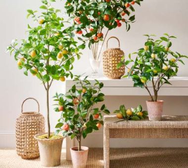 Plants & Trees image
