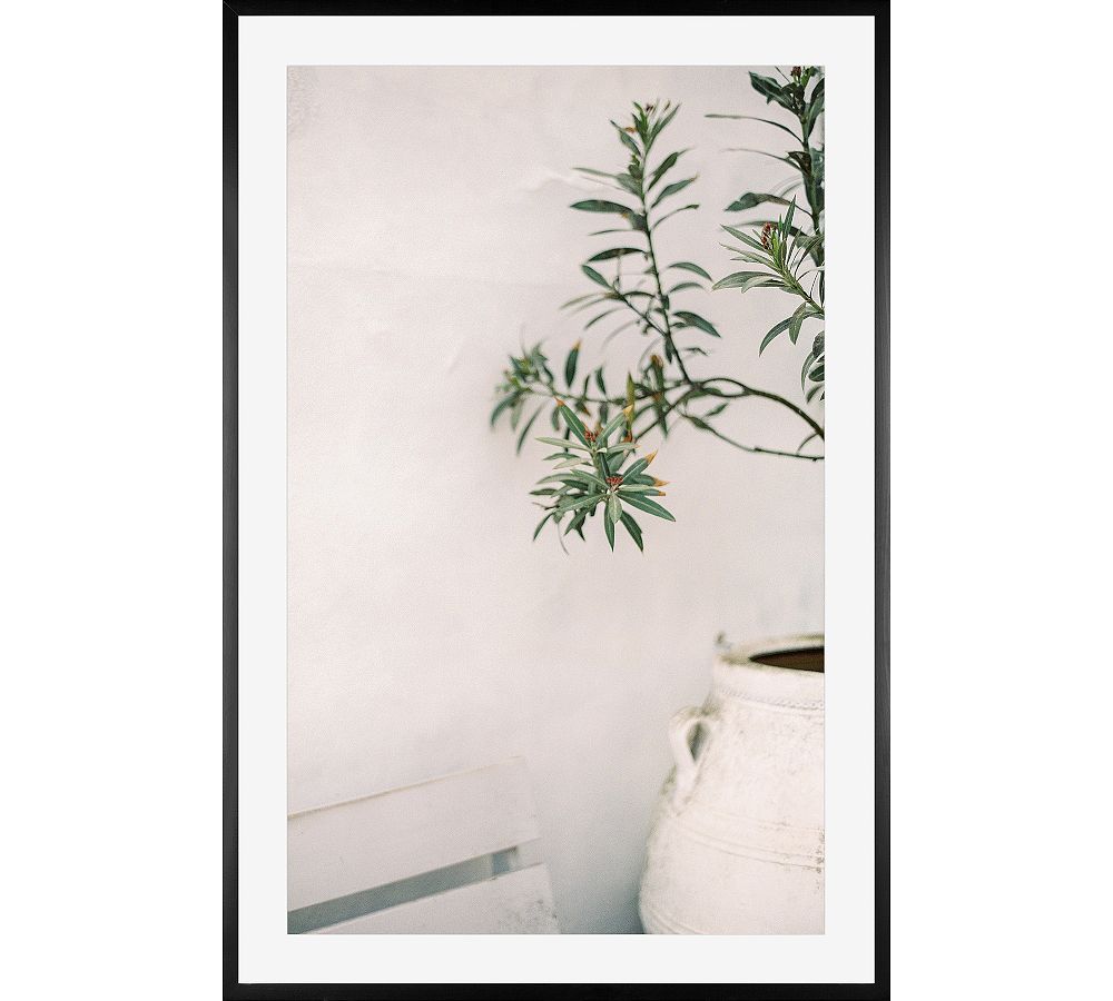 Olive Branch by Justine Milton