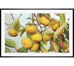 November Persimmons by Lupen Grainne