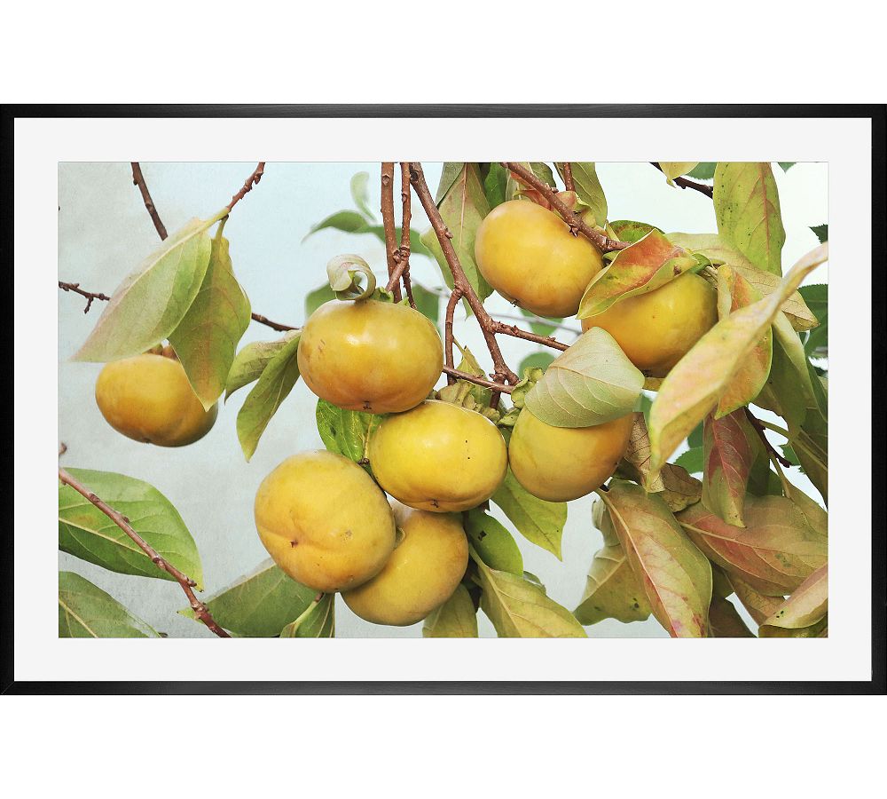 November Persimmons by Lupen Grainne