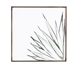 Agave Crop Framed Print