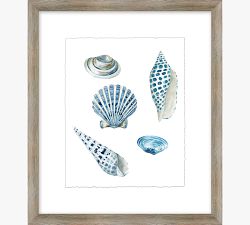Shore Shell Framed Print