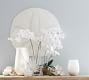 Oversized Sand Dollar