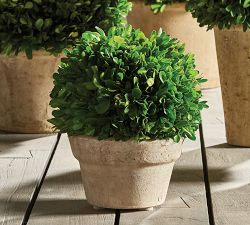 Preserved Boxwood Potted Plants