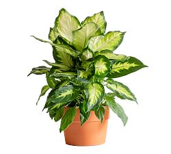 Live Dieffenbachia Camille Plant in Terracotta Pot