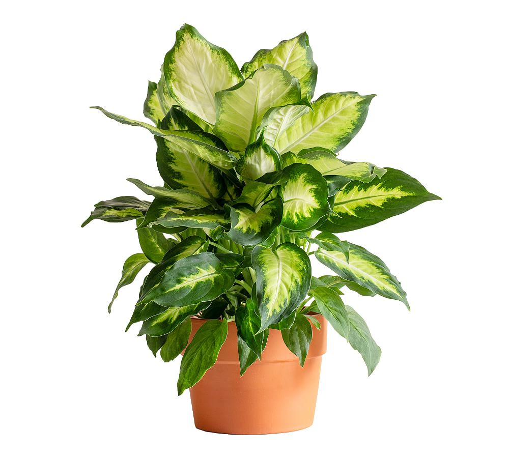 Live Dieffenbachia Camille Plant in Terracotta Pot