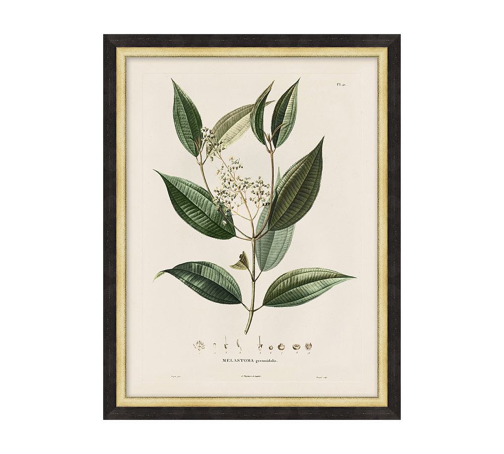 Vintage Botanical Framed Print