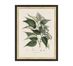Vintage Botanical Framed Print