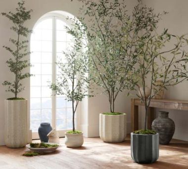 Plants &amp; Trees