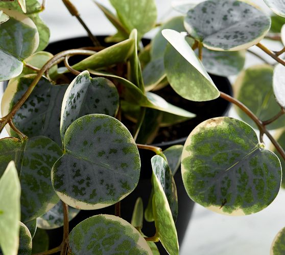 Faux Trailing Variegated String Of Hearts Houseplant