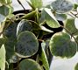 Faux Trailing Variegated String Of Hearts Houseplant