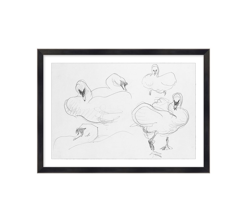 Swan Drawing Framed Print