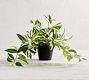 Faux Wandering Variegated Tradescantia Houseplant