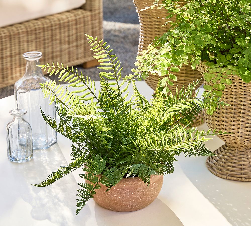 Faux Composed Mixed Fern