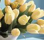 Faux Tulip Bundle
