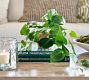 Faux Potted Trailing Houseplant