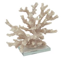 Branching Coral With Clear Glass Base
