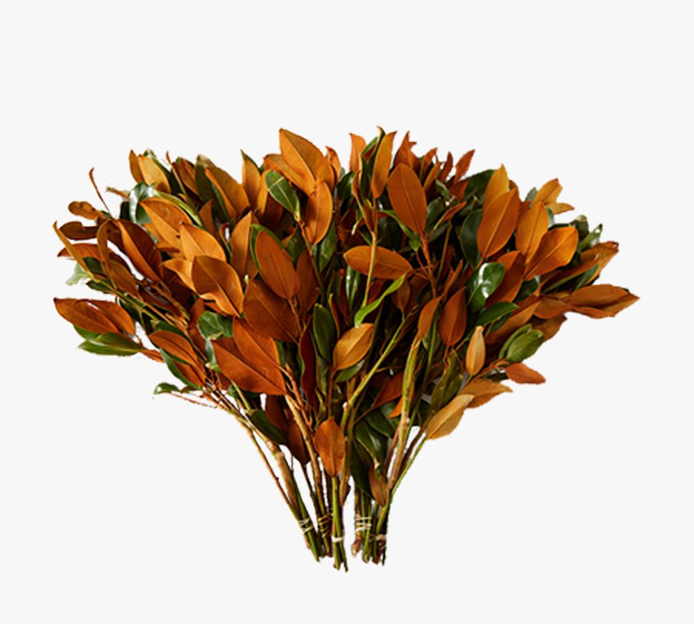Live Magnolia Leaf Bunches