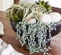 Faux Donkey Tail Succulent