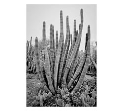Cactus Tubes Framed Print By Lannie Hall
