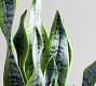 Faux Snake Houseplant