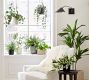 Faux Boston Fern Houseplant