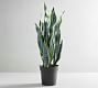 Faux Snake Houseplant