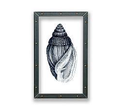Cone Shell Framed Acrylic Print