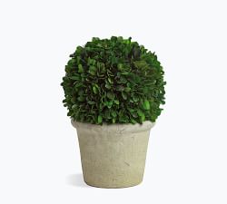 Preserved Boxwood Large Sphere In Ceramic Pot