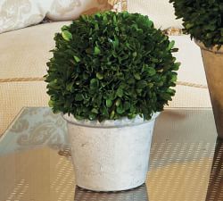 Preserved Boxwood Large Sphere In Ceramic Pot