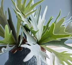 Staghorn Branch