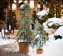 Lit Faux Draping Tree In Basket