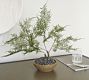 Faux Asparagus Fern