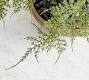 Faux Asparagus Fern