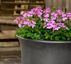 Kaylin Glazed Terracotta Planters