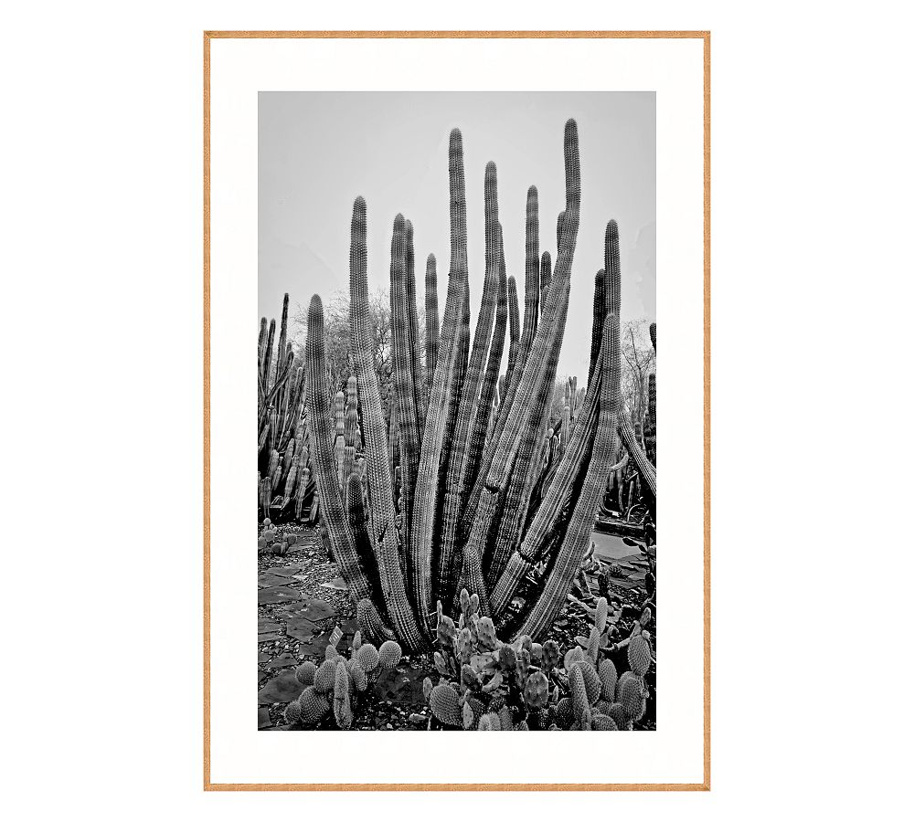 Cactus Tubes Framed Print By Lannie Hall