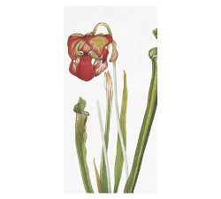 Red Wildflowers Wall Art