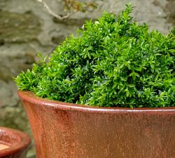 Kaylin Glazed Terracotta Planters