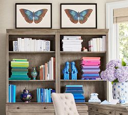 Naturalist Moth Framed Prints