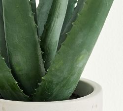 Faux Potted Double Spike Aloe Succulent