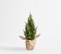 Faux Lit Topiary Pine Tree