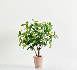 Open Box: Lemon Topiary 30"